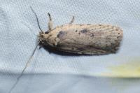 Agonopterix yeatiana