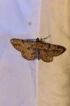 Peribatodes rhomboidaria