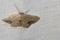 Idaea dimidiata