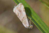 Eublemma candidana