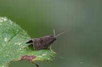 Neosphaleroptera nubilana