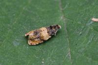 Celypha aurofasciana