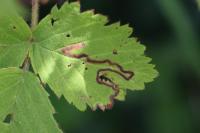 Stigmella aurella