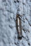 Parahyponomeuta egregiella