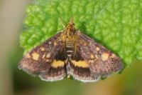 Pyrausta aurata