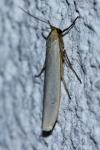 Eilema caniola