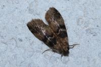 Euzophera pinguis