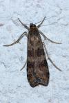Nomophila noctuella