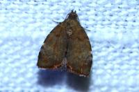 Choreutis pariana