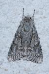 Acronicta aceris