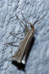 Ancylolomia tentaculella