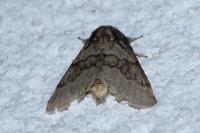 Gluphisia crenata