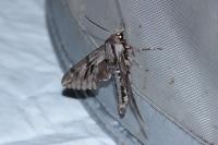Hyloicus maurorum/pinastri