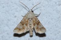 Eremobia ochroleuca