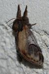 Notodonta ziczac