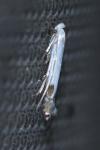 Lyonetia clerkella