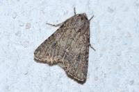 Anarta trifolii