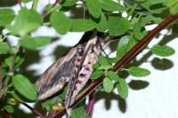 Sphinx ligustri