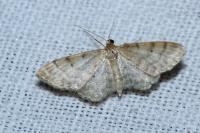 Idaea fuscovenosa
