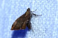 Choreutis pariana
