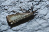 Chrysoteuchia culmella