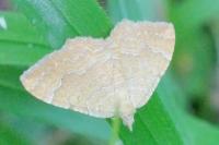 Camptogramma bilineata
