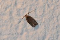 Agonopterix