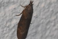 Lamoria anella