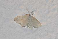 Scopula nigropunctata