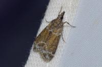 Eudonia mercurella