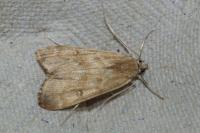 Parapoynx stratiotata