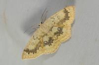 Cyclophora annularia