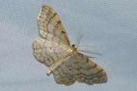 Idaea fuscovenosa