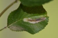 Phyllonorycter cerasicolella