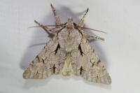 Acronicta psi