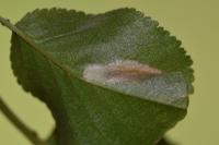 Phyllonorycter cerasicolella
