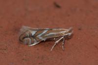 Phyllonorycter cerasicolella