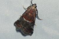 Acrobasis marmorea
