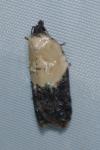 Acleris variegana