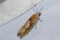 Eucosma conterminana