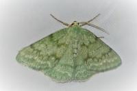 Pseudoterpna pruinata