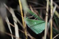 Thetidia smaragdaria