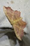 Idaea emarginata