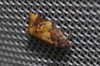 Ditula angustiorana