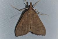 Mecyna asinalis
