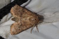 Hoplodrina octogenaria