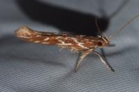 Pyroderces argyrogrammos