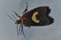 Dichrorampha alpinana/petiverella