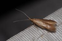 Coleophora lutipennella