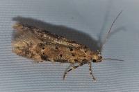 Pseudotelphusa paripunctella